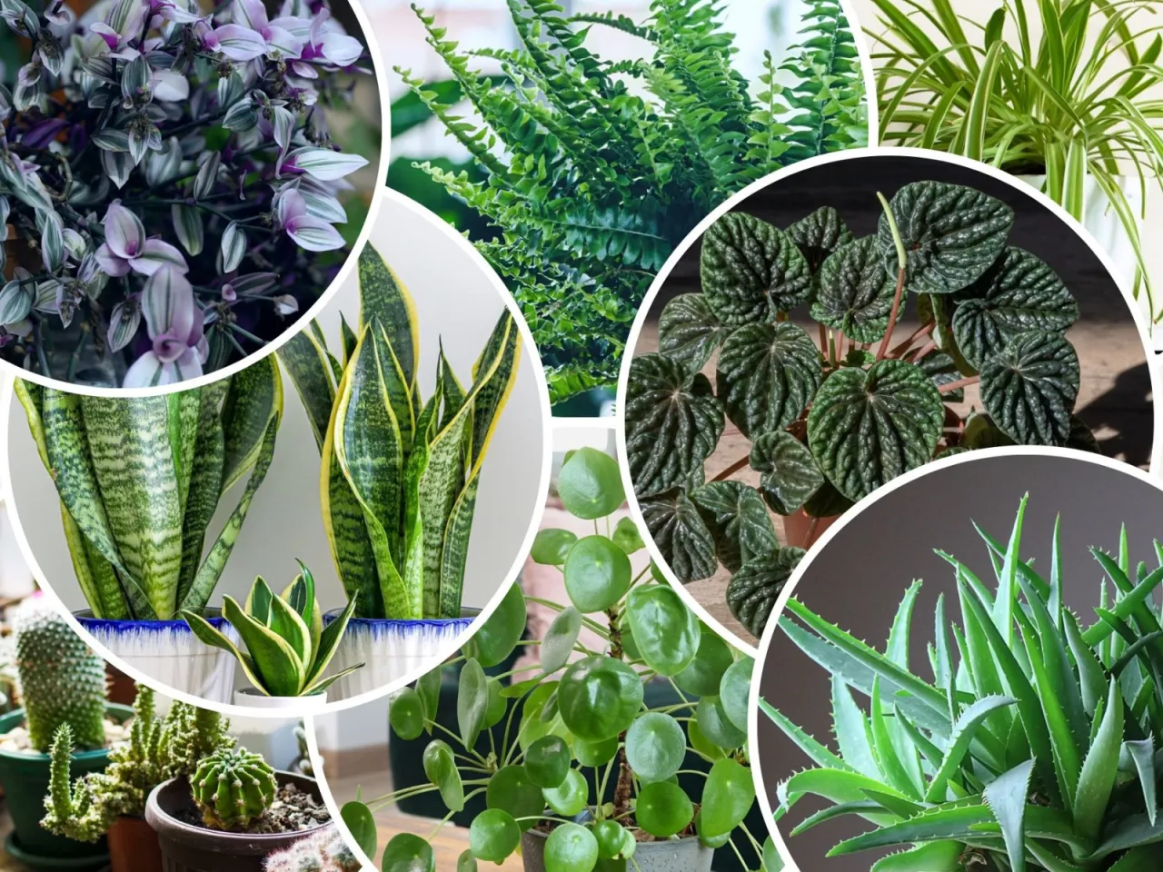 różnorodny zielony parapet w salonie