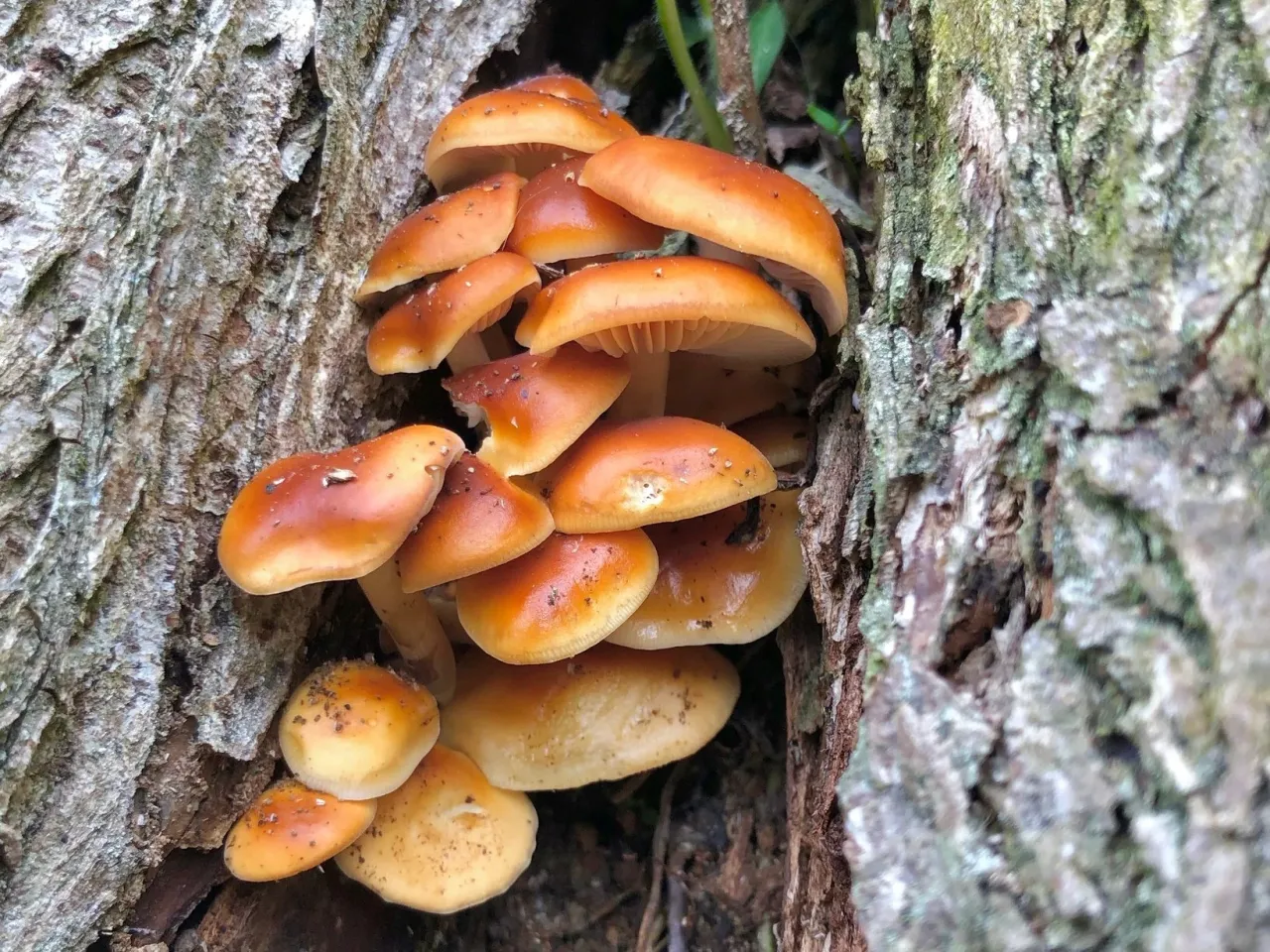 Płomiennica zimowa na pniu drzewa