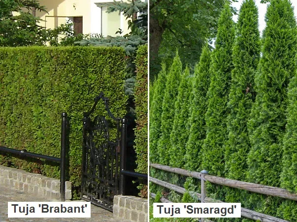 tuja szmaragd przycinanie, tuja brabant żywopłot
