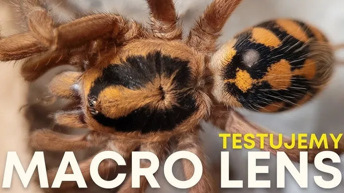 zdjęcie makro owada zrobione telefonem z dodatkowym obiektywem
