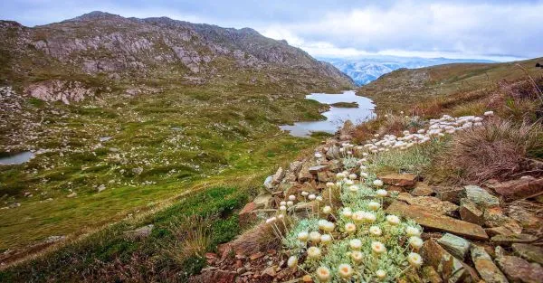 Alpine wildflowers Kosciuszko National Park
