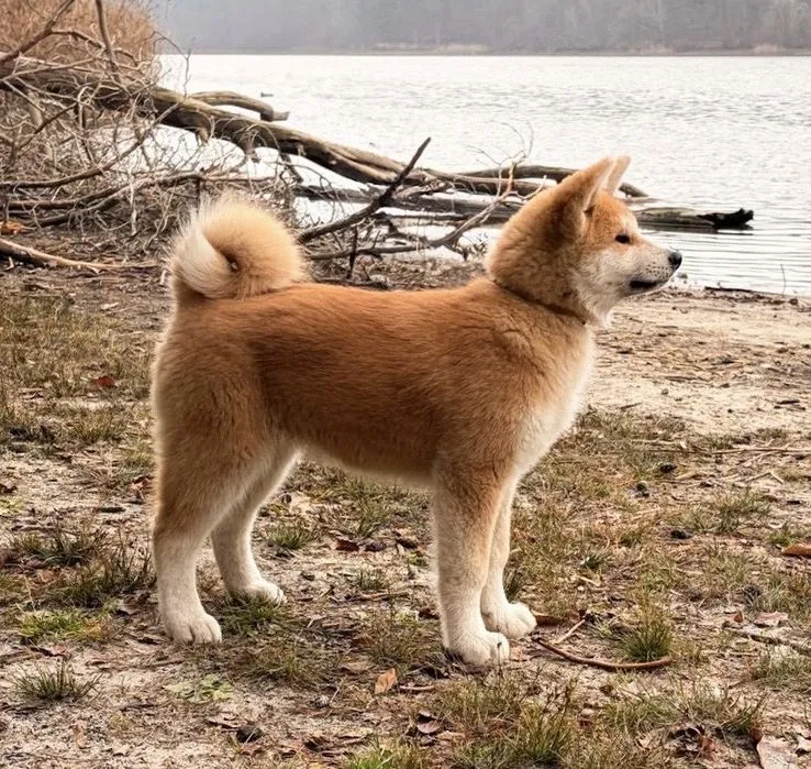 Akita szczeniak z rodowodem