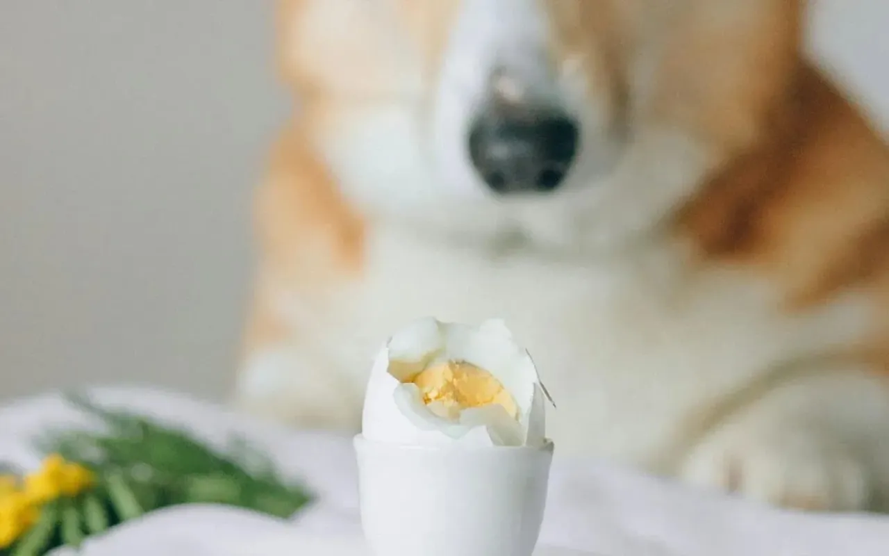 żółtko białko skorupka jajka dla psa