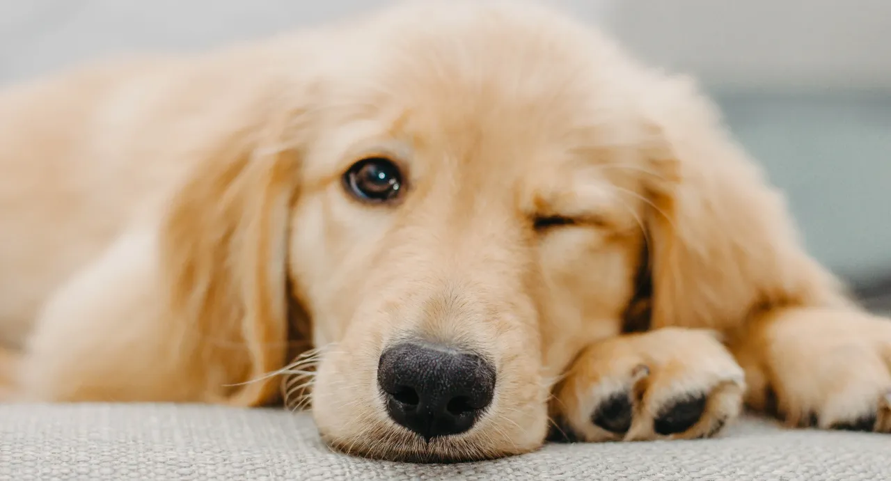 Zdjęcie Dla kogo golden retriever? Sprawdź, czy to pies dla Ciebie