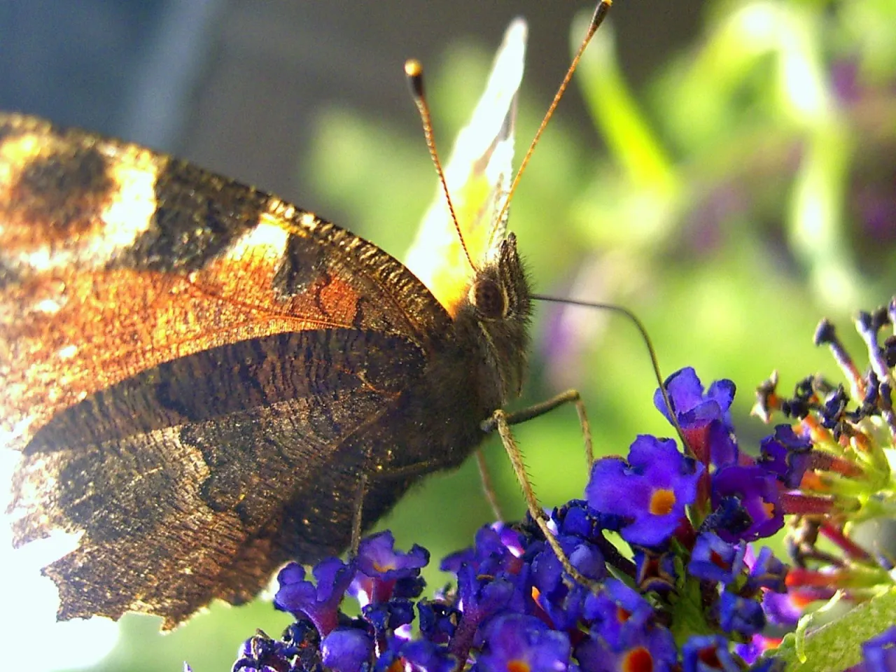Zdjęcie Ulotne chwile jak motyle - piękne cytaty o ulotności życia