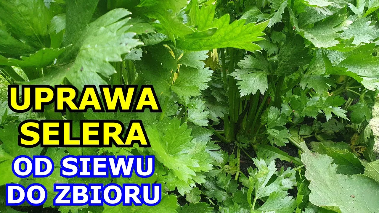 Zdjęcie Jak uprawiać seler - proste kroki do zdrowych i smacznych plonów