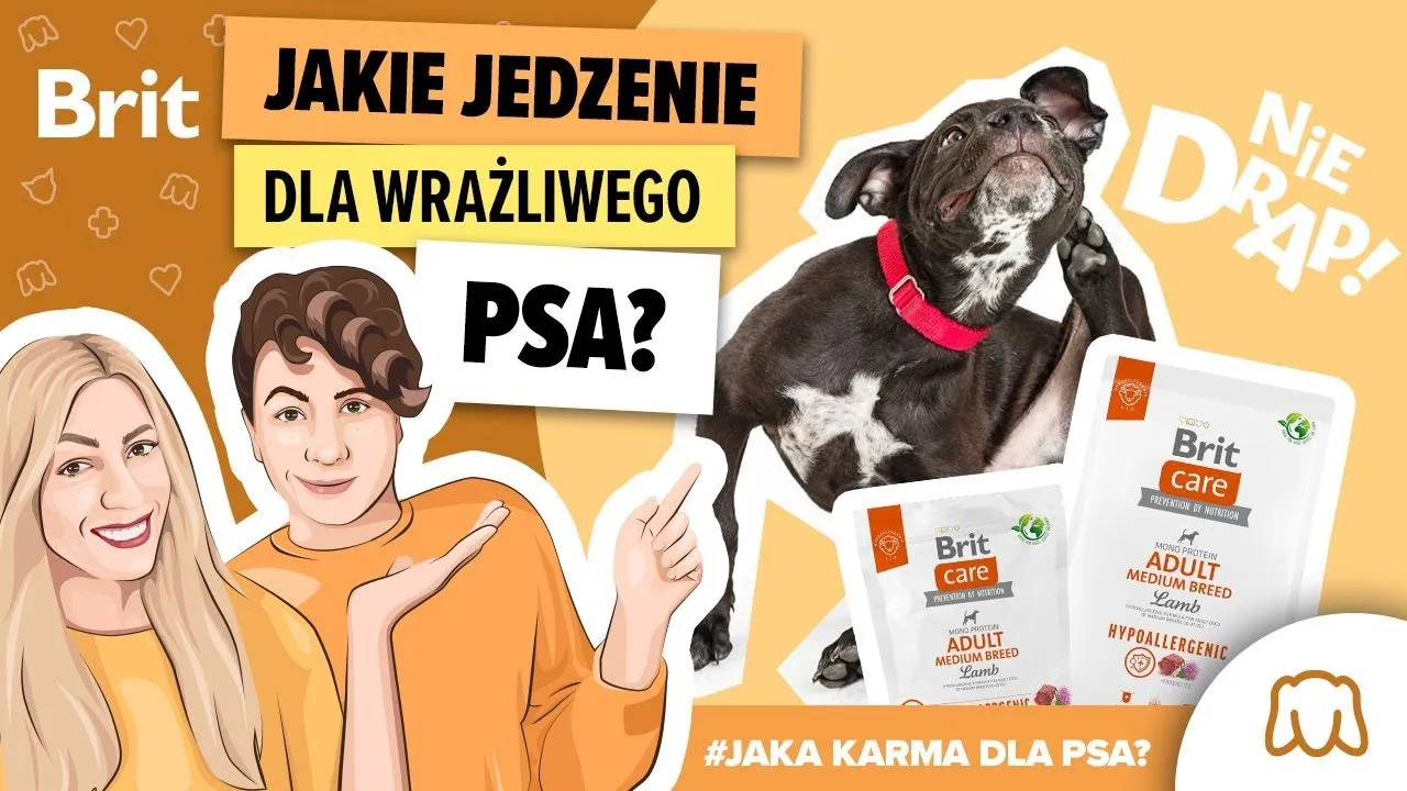 Zdjęcie Czy karma Brit jest dobra dla psa? Sprawdź opinie i zalety.