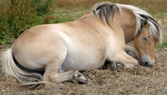 Zdjęcie Jak śpi koń? Odkryj tajemnice snu koni i ich pozycje snu