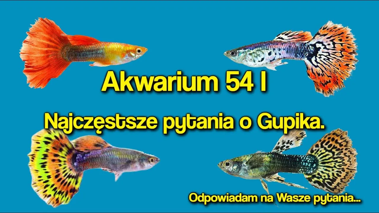 Zdjęcie Jak wyglądają gupiki? Odkryj ich niezwykłe kolory i cechy