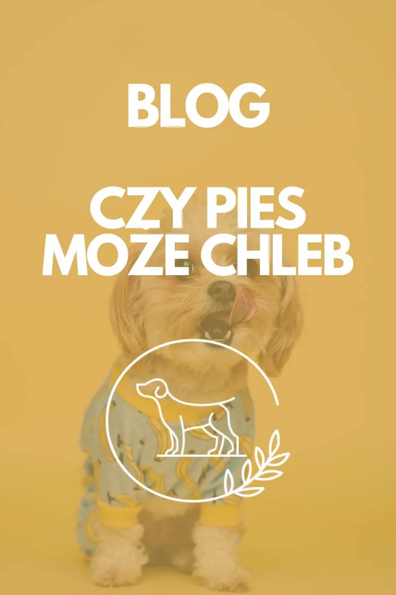 Zdjęcie Czy pies może jeść chleb z masłem? Poznaj niebezpieczeństwa dla zdrowia