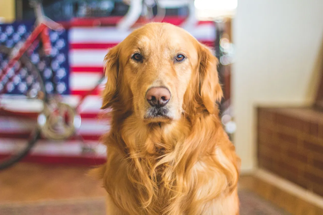Zdjęcie Ile lat żyje golden retriever? Odkryj, co wpływa na ich długość życia