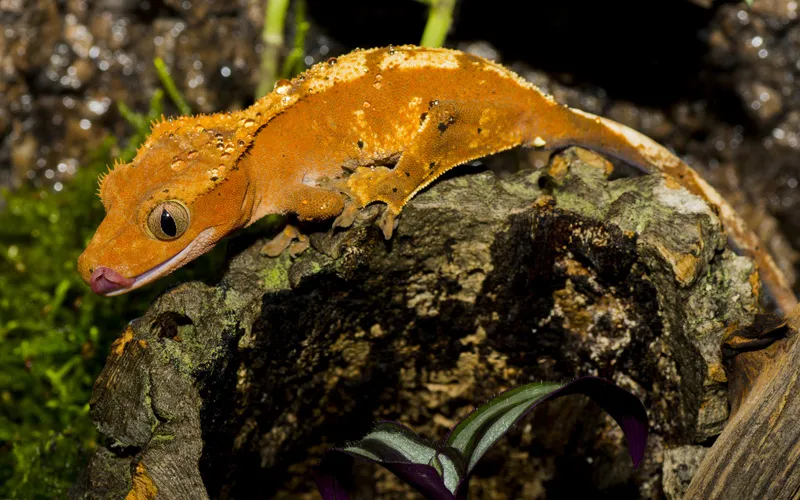 Zdjęcie Ile żyje gekon orzęsiony? Odkryj sekrety ich długowieczności