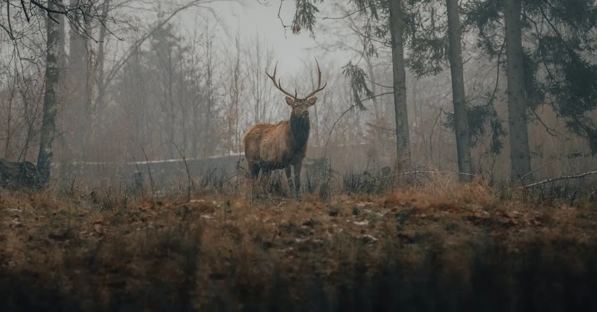 Zdjęcie Zombie sarny: Co to jest, jakie są przyczyny i jak radzić sobie z problemem?