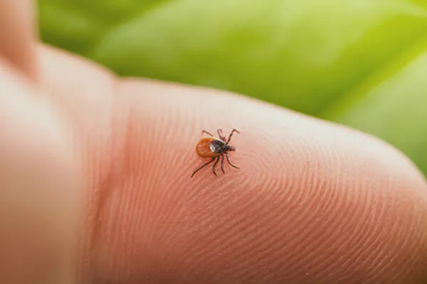 Zdjęcie Wie kann man eine Zecke entfernen? So schützen Sie Ihre Gesundheit