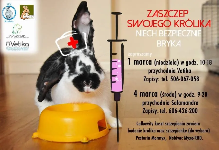 Zdjęcie Ile kosztuje wizyta u weterynarza z królikiem? Sprawdź ceny i usługi