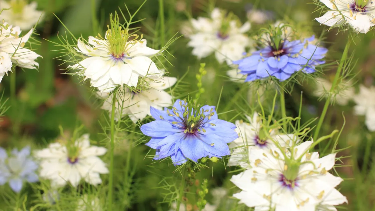 Zdjęcie Czy olej z czarnuszki uczula? Objawy alergii, które musisz znać