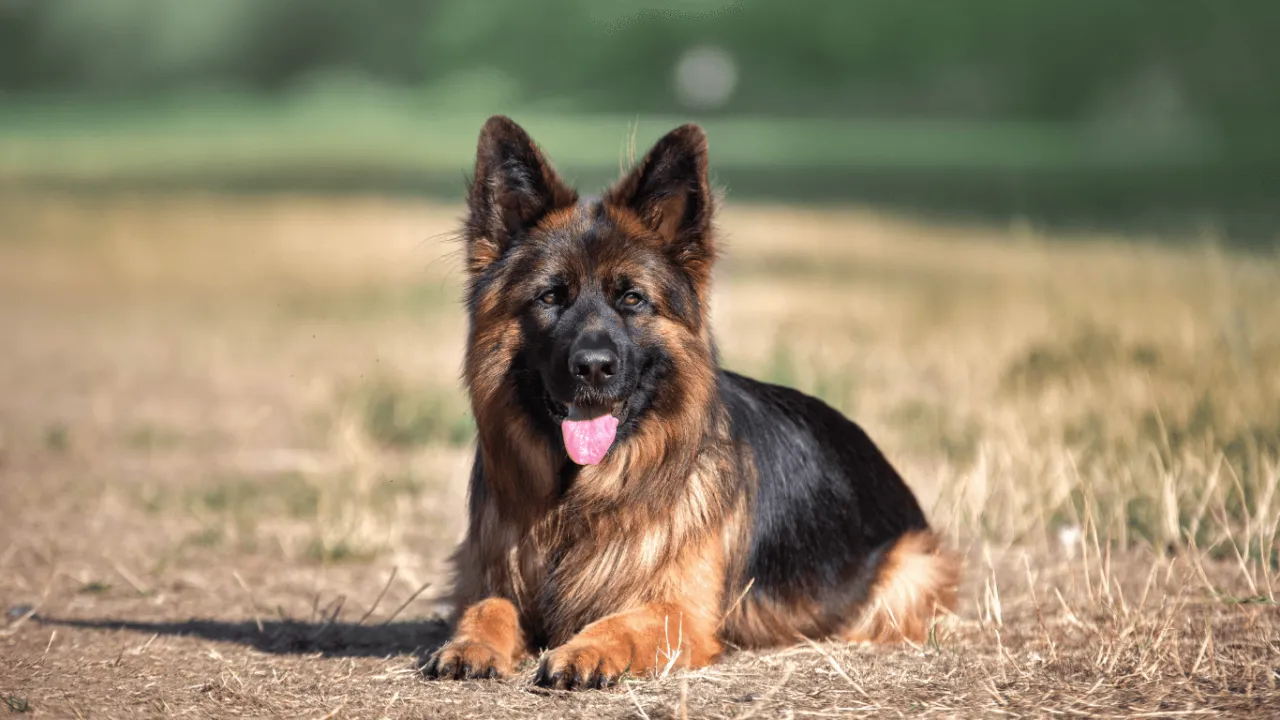 Zdjęcie Ile kosztuje utrzymanie owczarka niemieckiego? Sprawdź, co musisz wiedzieć