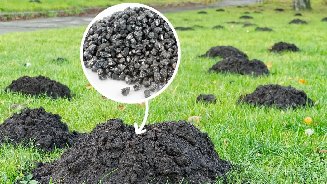 Zdjęcie Czy karbid jest szkodliwy dla psa? Sprawdź, jakie zagrożenia niesie