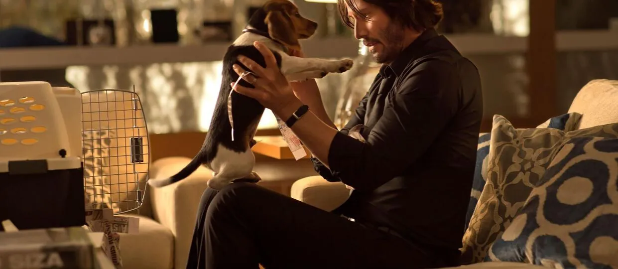 Zdjęcie Rola psów w John Wick 3: od wiernych przyjaciół do zabójców