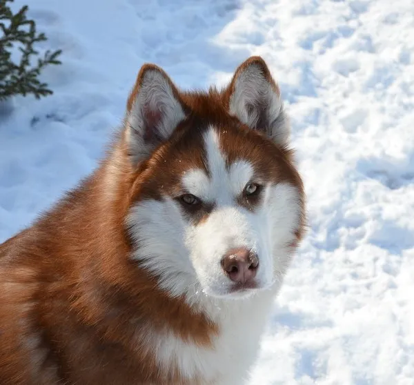Zdjęcie Jak odróżnić husky od malamuta? Kluczowe różnice, które musisz znać
