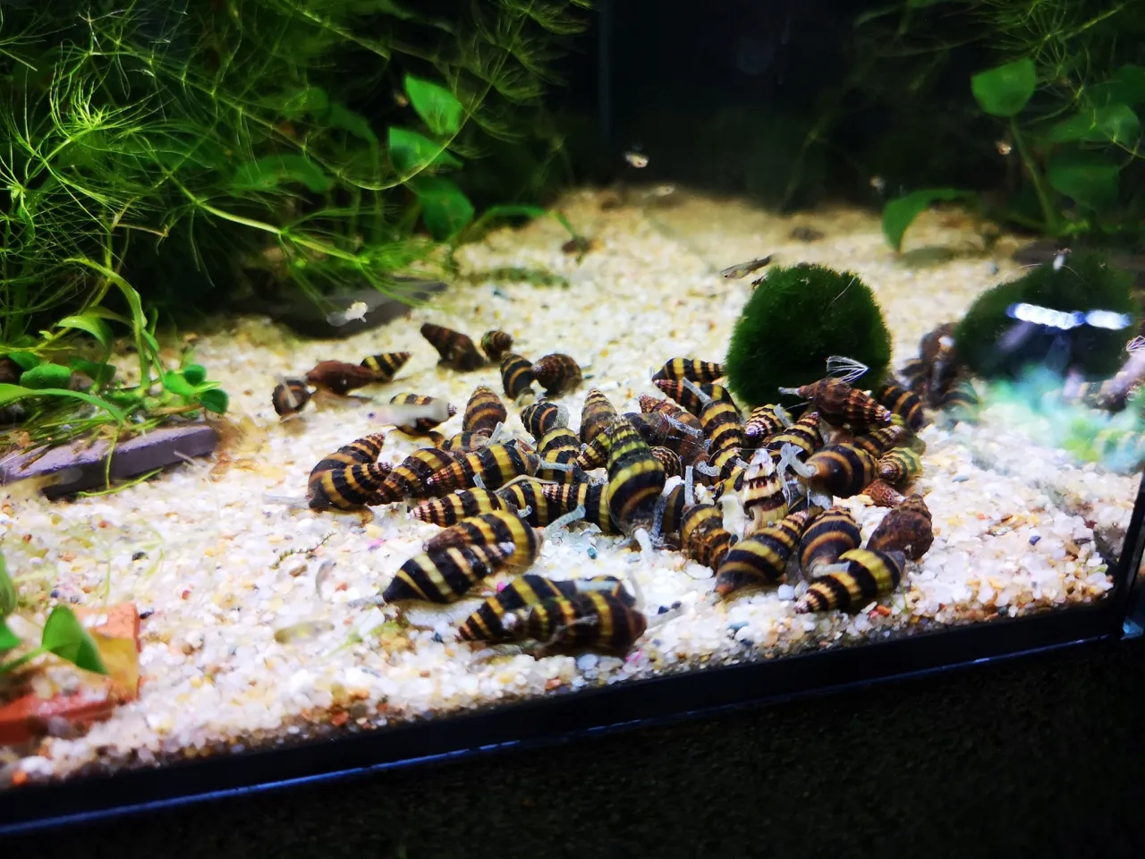 Akwarium z plagą ślimaków