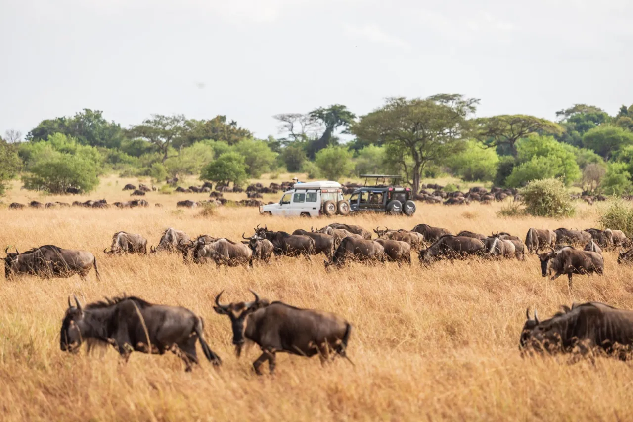 safari kenia tanzaia czerwiec migracja zwierząt