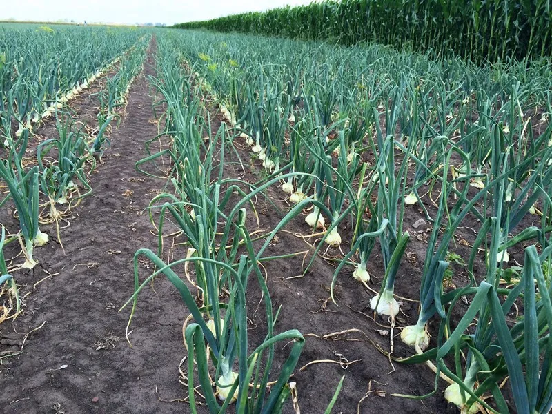 siew cebuli Exhibition na rozsadę