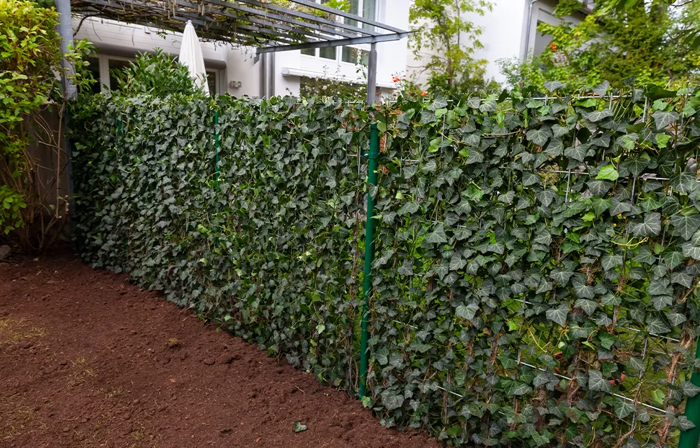 różne odmiany bluszczu na płot