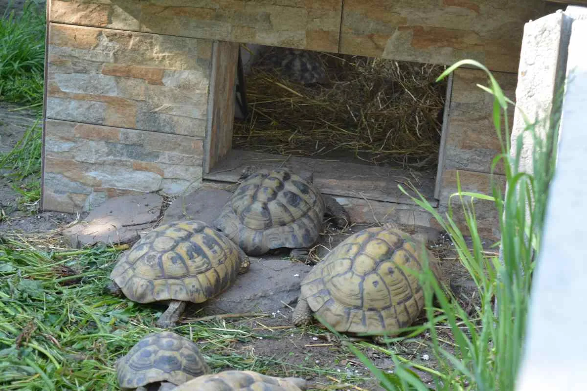 żółw lądowy w naturze