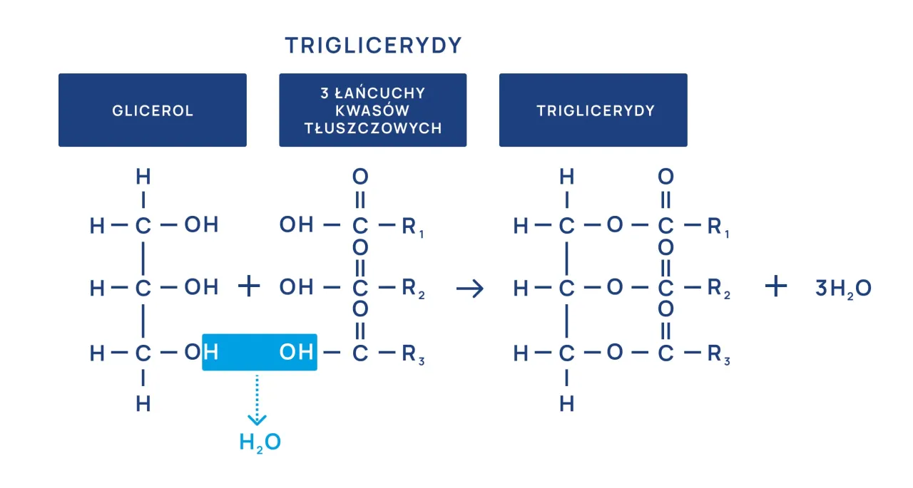 czynniki ryzyka wysokie trójglicerydy infografika