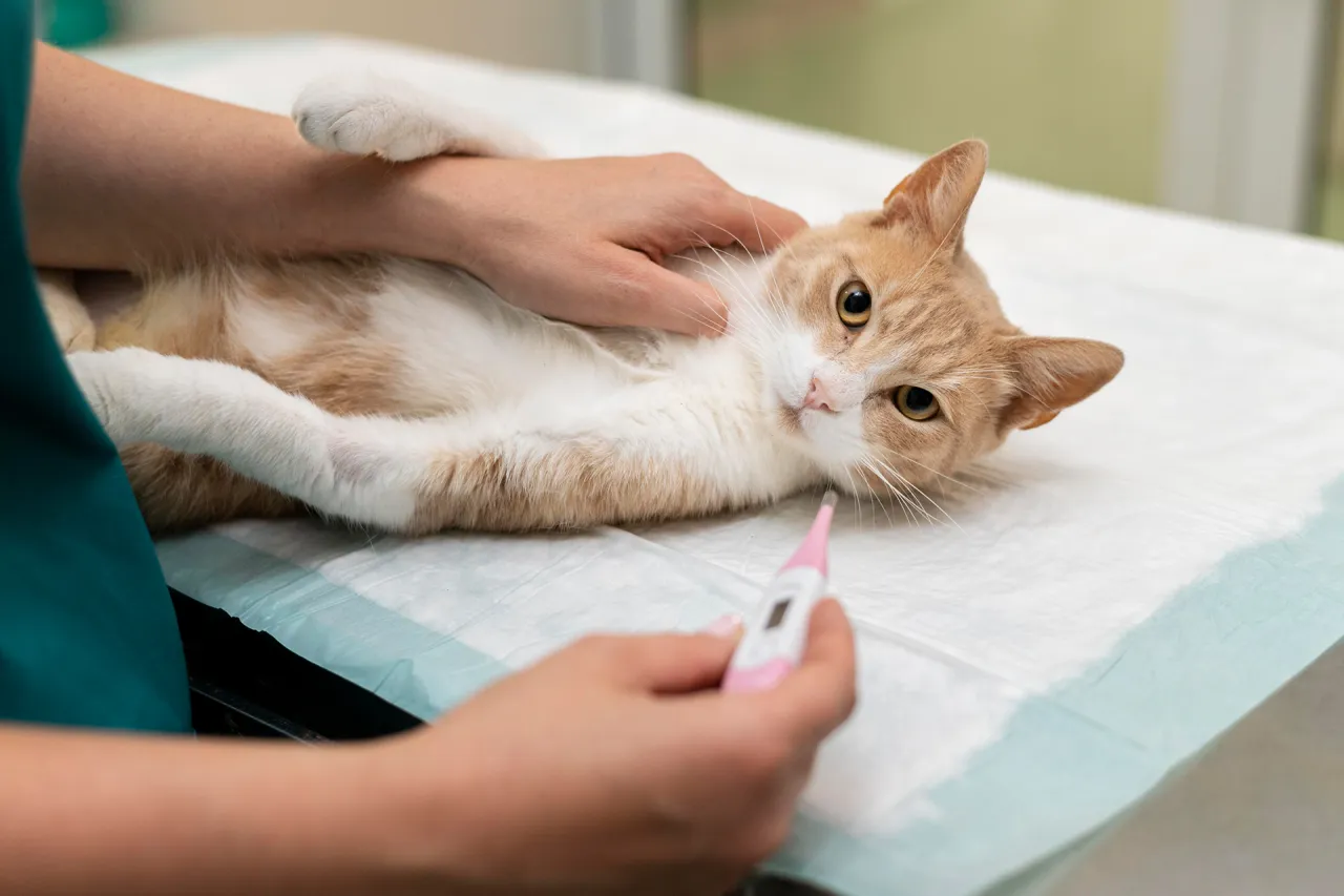 Weterynarz sprawdza temperaturę kota, co jest ważne przed ustaleniem, co ile odrobaczanie kota powinno być przeprowadzane.