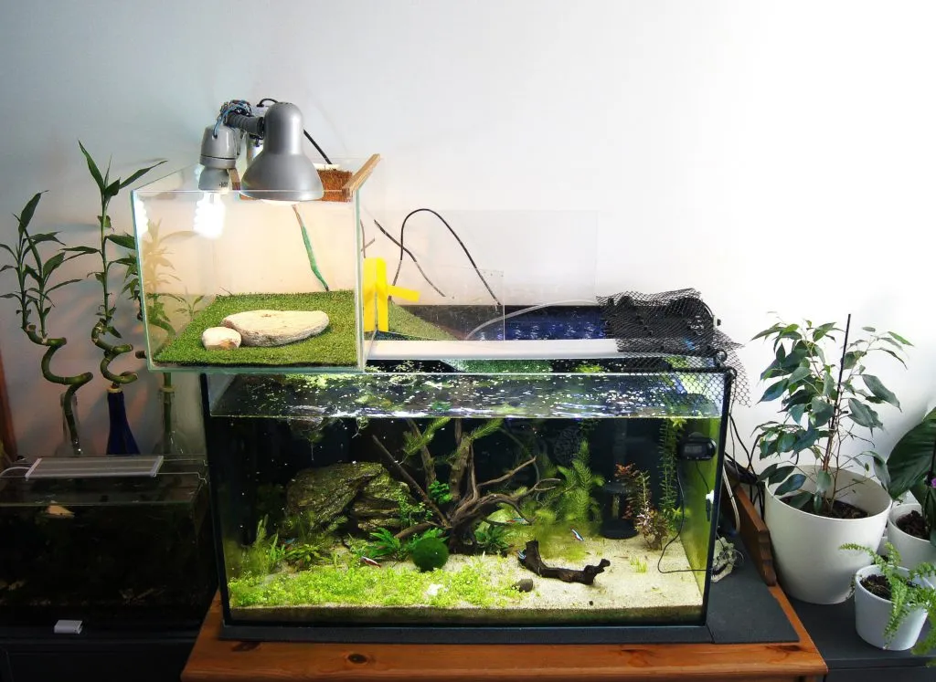 przykładowe akwaterrarium dla żółwia wodno-lądowego