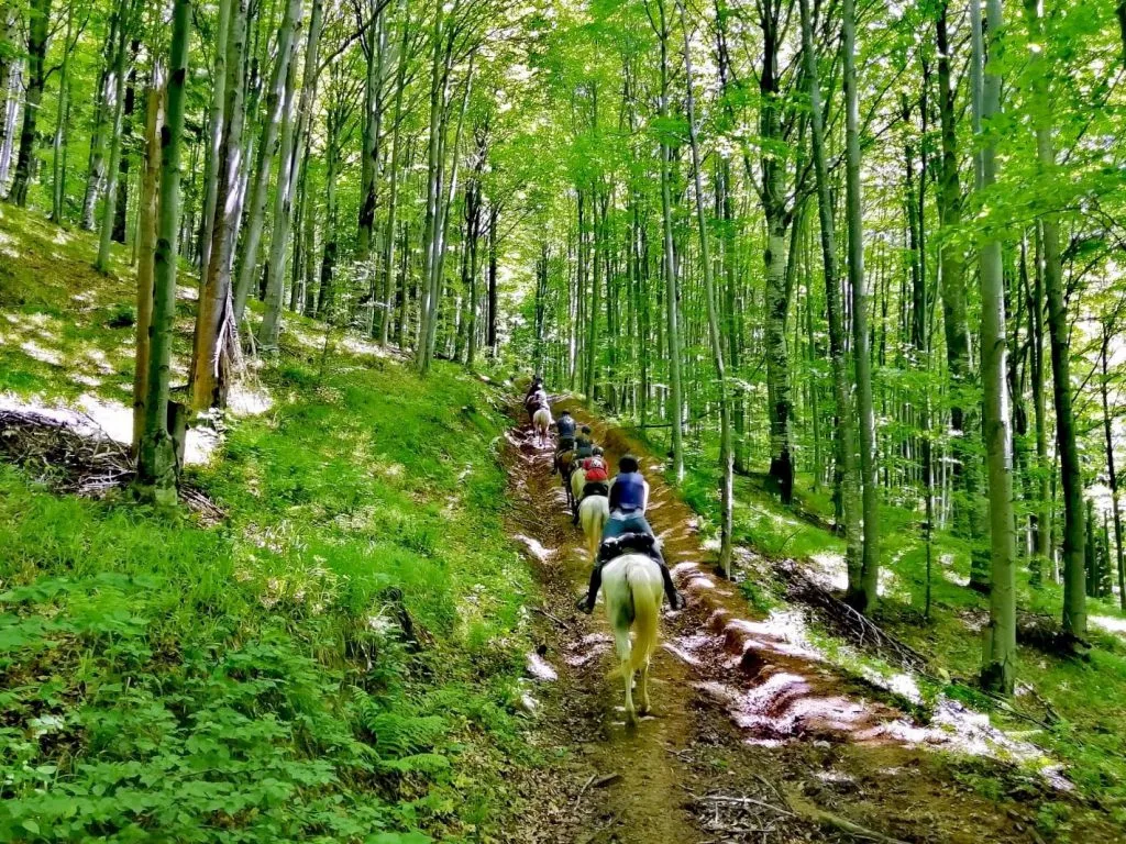 Rumuńskie Karpaty szlak górski ostrzeżenie niedźwiedzie