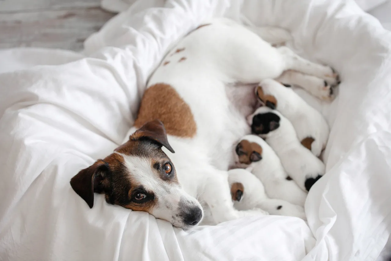 Mama piesek czuwa nad śpiącymi szczeniakami. Czy szczeniaki dużo śpią? Tak, te maluchy zdecydowanie potrzebują dużo odpoczynku.