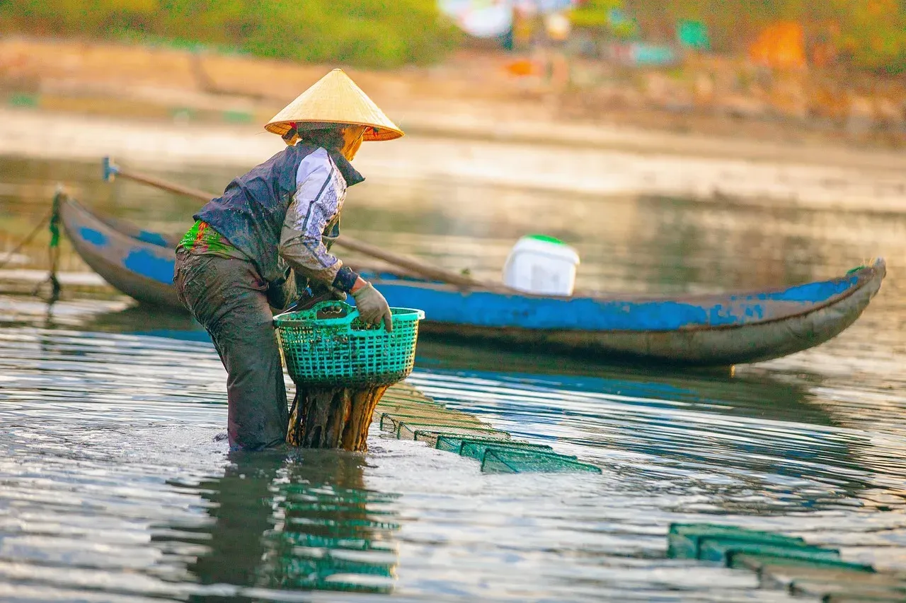 Rybak w stożkowym kapeluszu zbiera świeże ryby do kosza. To idealne godziny brania ryb, woda jest spokojna, a ł&oacute;dź czeka.