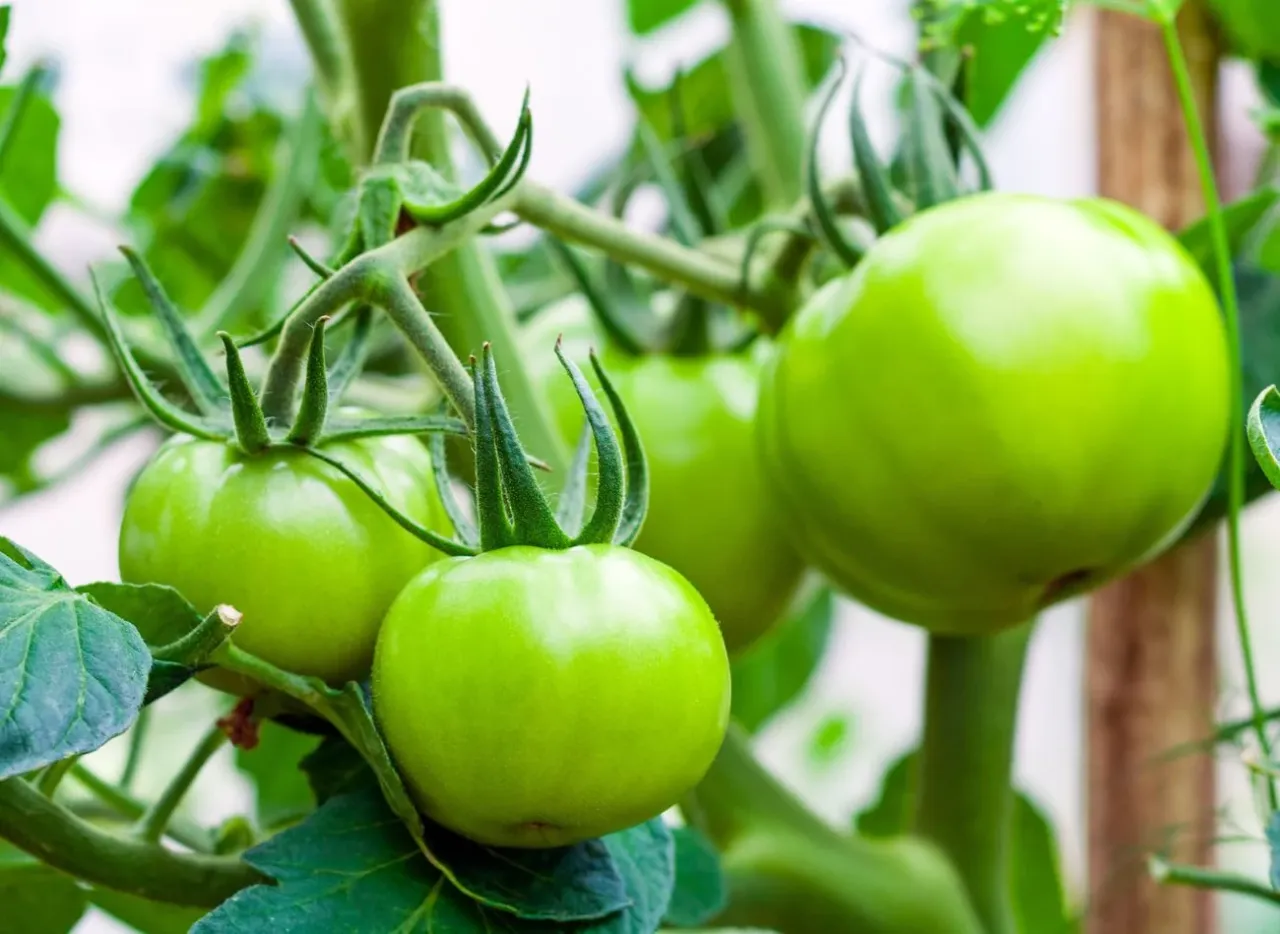 Zielone pomidory na krzaku, gotowe do zbioru. Dowiedz się, jak przycinać pomidory, by uzyskać obfite plony.
