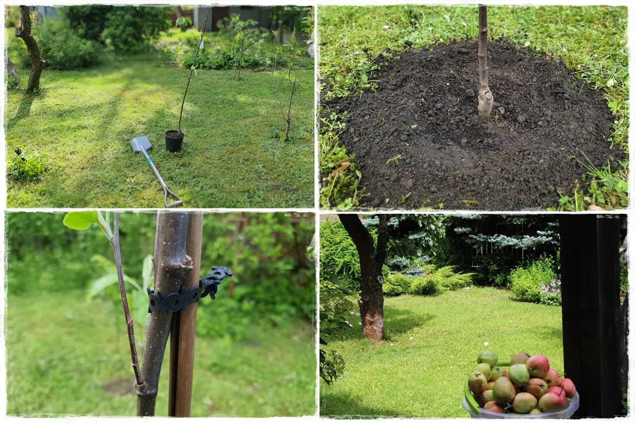 idealne stanowisko dla drzew owocowych