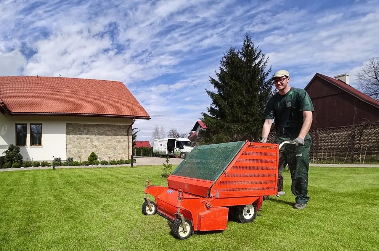 chwastnica jednostronna w trawniku