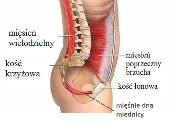 mięśnie głębokie brzucha anatomia