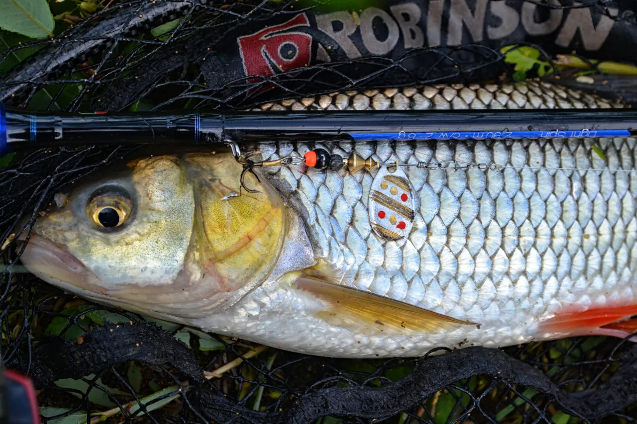 Klenie złowione na spinning. Widoczny przypon z obrot&oacute;wką, haczyk i oko ryby. To dow&oacute;d, jak łowić klenie na spinning.
