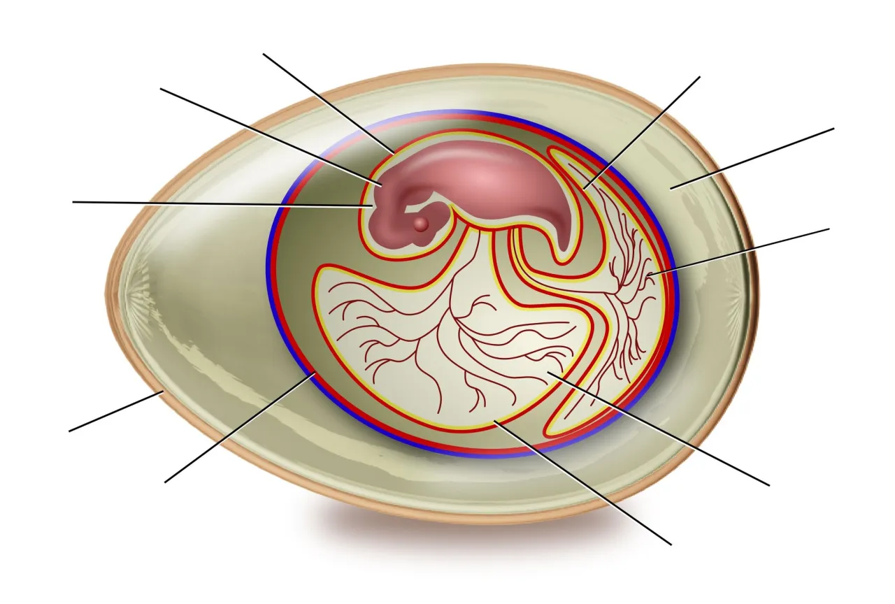 przekr&oacute;j jajka składniki odżywcze