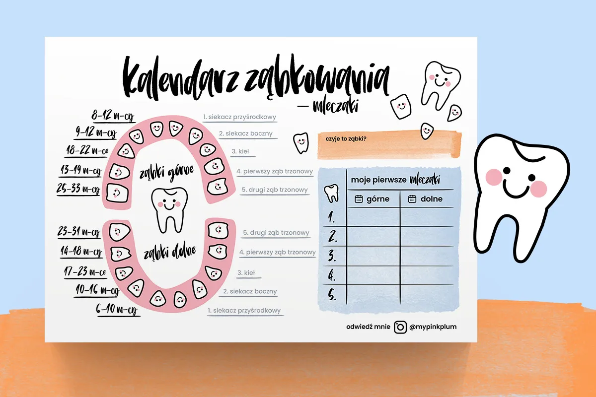 kalendarz ząbkowania zęb&oacute;w mlecznych grafika