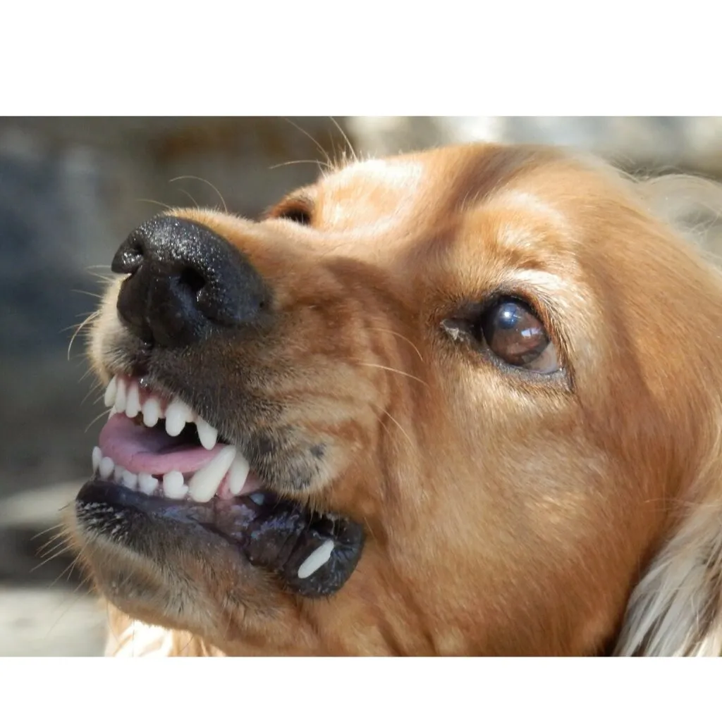 Golden Retriever przyczyny agresji