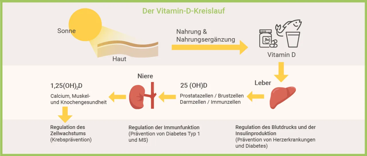 Sonneneinstrahlung Vitamin D Synthese