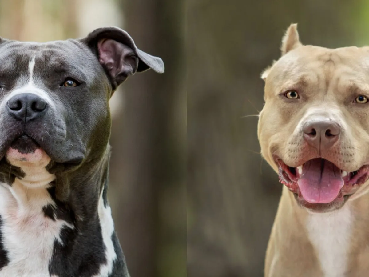 Porównanie wyglądu Amstaff Pitbull