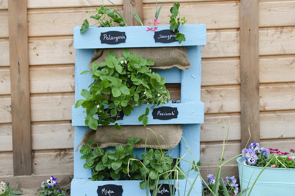 kwiaty do kwietnika z palety