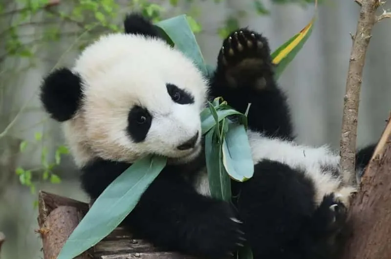 Mapa prowincji Syczuan ośrodki pand
