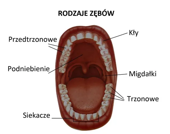 Rodzaje zębów stałych w jamie ustnej diagram