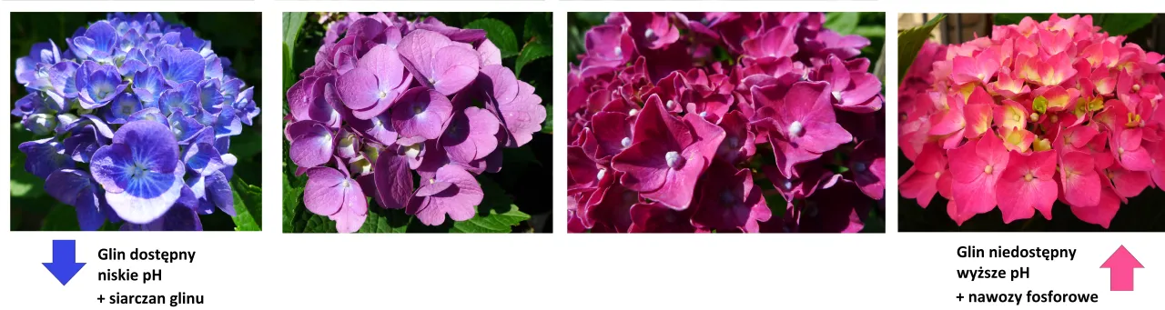 hortensja w zdrowej glebie