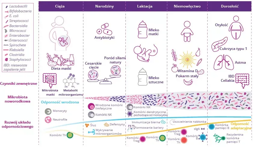 czynniki wpływające na długość ciąży infografika